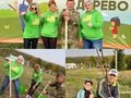 Акция "Наш лес-Посади свое дерево" прошла в Солнечногорье